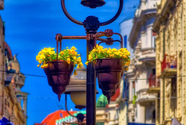 Flowers Street Lamp Sunny Day — Stock Photo, Image