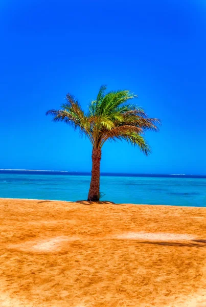 Eine Palme Der Küste Bei Sonnigem Tag — Stockfoto