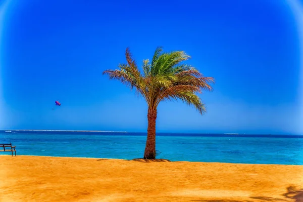 Eine Palme Der Küste Bei Sonnigem Tag — Stockfoto