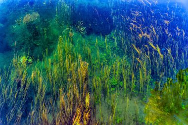 Water grass in clear river water.