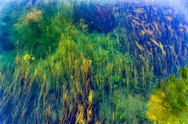 Water grass in clear river water.