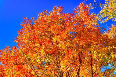 Forest landscape during sunny autumn day.
