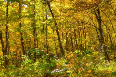 Forest landscape during sunny autumn day.