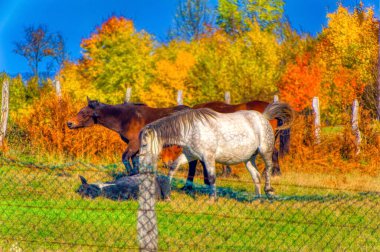 Free horses in the field during autumn day.