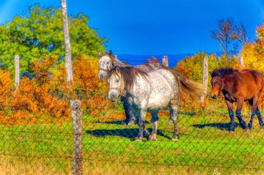 Free horeses durinh sunny autumn day.