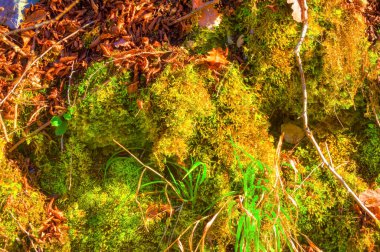 Landscape covered with moss and plants.