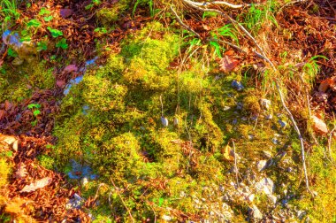 Landscape covered with moss and plants.