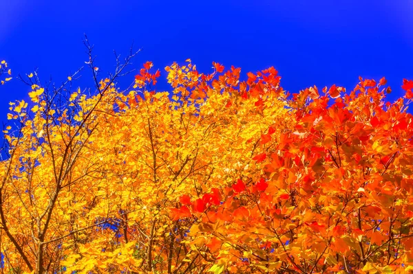 Forest Landscape Sunny Autumn Day Obrazy Stockowe bez tantiem