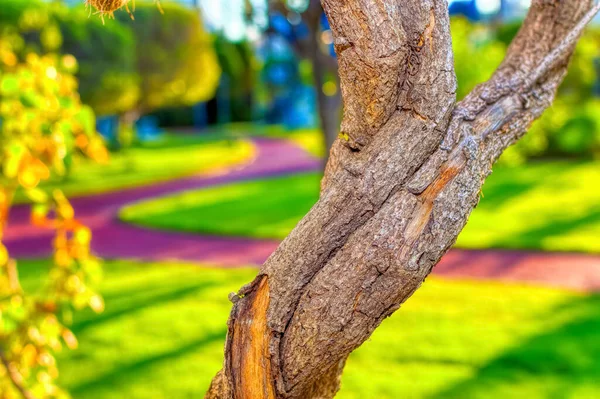 Plant Branches Intertwined Close — Stock Photo, Image