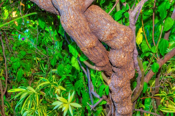 Pflanzenzweige Eng Miteinander Verflochten — Stockfoto