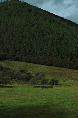 Yazın yeşil tepeler