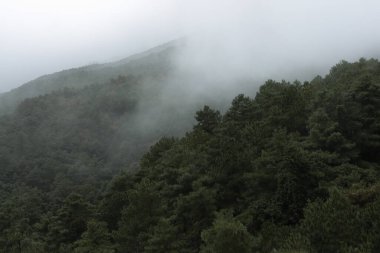 Ormanın üzerinde beyaz sis