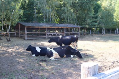 Çayırdaki siyah beyaz inekler. Çiftlik. Hayvancılık.