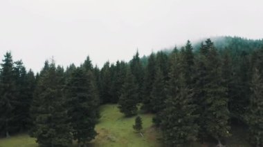 Ormanın havadan görünüşü. Türkiye 'de 4K görüntü