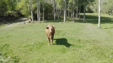 Close up view of Cow Footage. 4K footage in Turkey