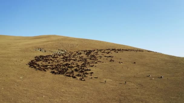 Aerial View Herd Sheep Igdir Footage Turkey — Video