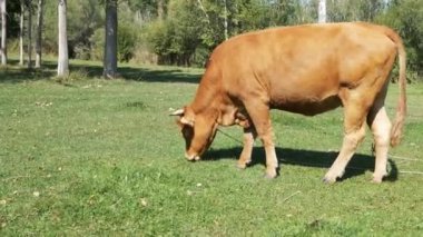 Close up view of Cow Footage. 4K footage in Turkey