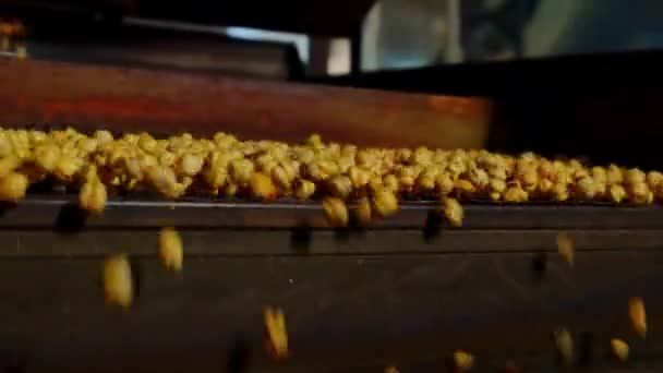 Close View Roasted Chickpea — Stok video