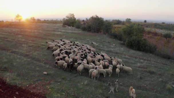 Close View Flock Sheep — Stockvideo