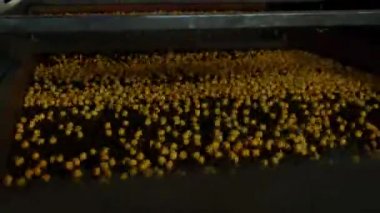 close-up view of roasted chickpea.