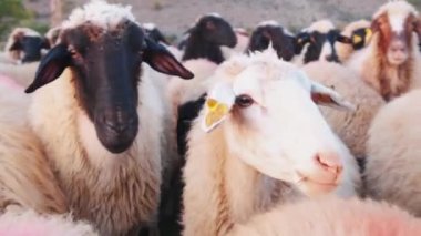 close-up view of flock of sheep.