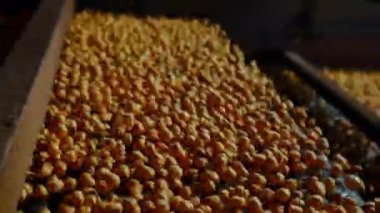 close-up view of roasted chickpea.