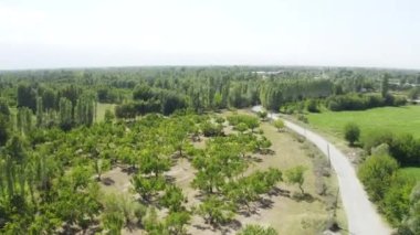 Aerial view of Igdir Irem Vineyards. 4K Footage in Turkey