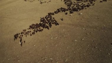 Aerial view of herd of sheep in Igdir. 4K footage in Turkey