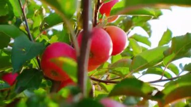 Isparta 'da kırmızı elma bahçesi. Türkiye 'de 4K Görüntüsü