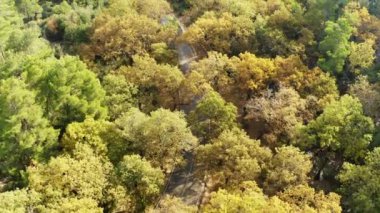 Ormandaki derenin havadan görünüşü. Türkiye 'de 4K Görüntüsü