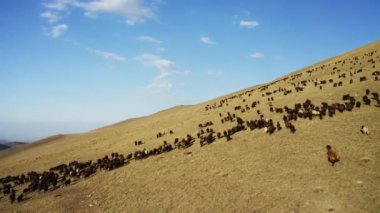 Aerial view of herd of sheep in Igdir. 4K footage in Turkey