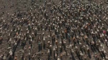 Aksaray 'daki koyun sürüsünün havadan görünüşü. Türkiye 'de 4K Görüntüsü