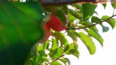 Isparta 'da kırmızı elma bahçesi. Türkiye 'de 4K Görüntüsü