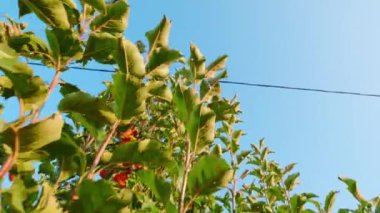 Isparta 'da kırmızı elma bahçesi. Türkiye 'de 4K Görüntüsü