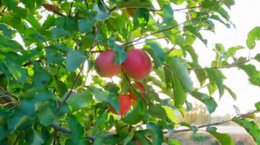 Isparta 'da kırmızı elma bahçesi. Türkiye 'de 4K Görüntüsü