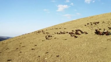 Aerial view of herd of sheep in Igdir. 4K footage in Turkey