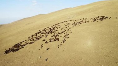 Aerial view of herd of sheep in Igdir. 4K footage in Turkey