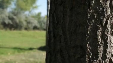 Close up view of Cow Footage. 4K footage in Turkey