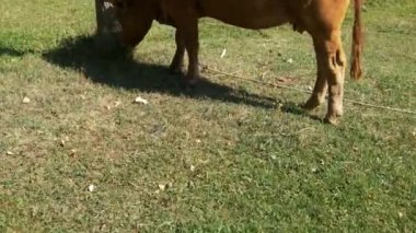 Close up view of Cow Footage. 4K footage in Turkey