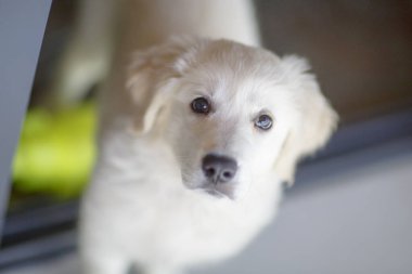 Sevimli 3 aylık Golden Retriever yavrusu