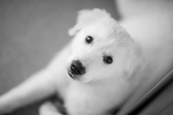 Adorable Cachorro Golden Retriever Meses — Foto de Stock