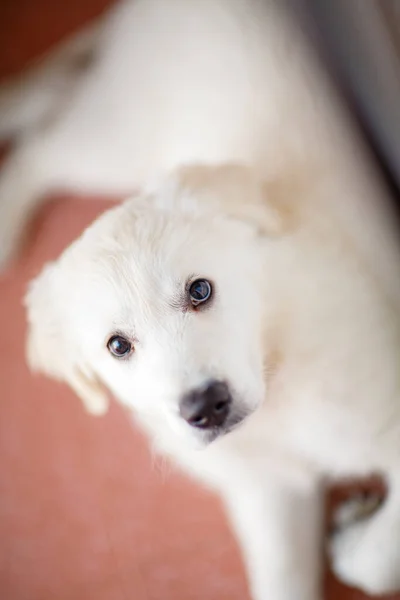 Adorable Month Old Golden Retriever Puppy — Stock Photo, Image