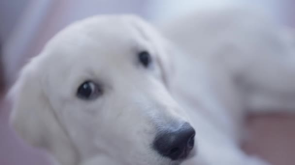 Blanco Hembra Golden Retriever Cachorro Meses Edad — Vídeos de Stock