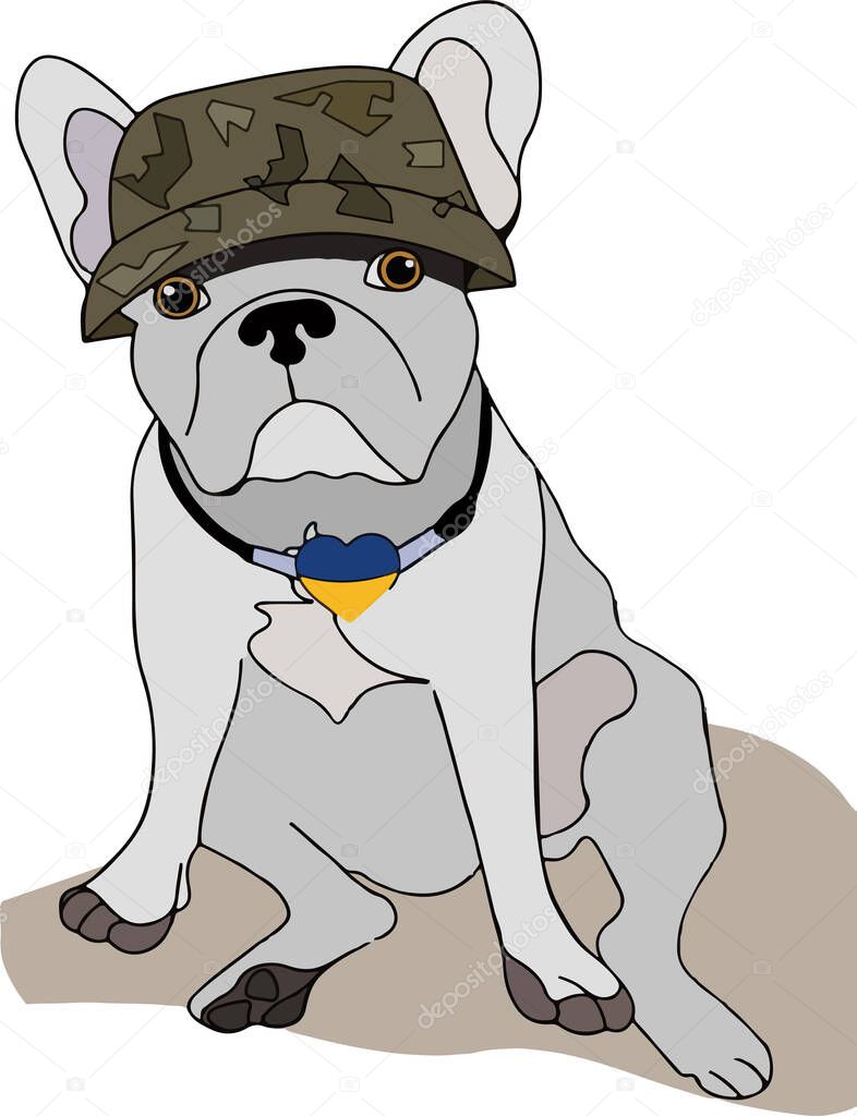 cute french bulldog with a military helmet and with symbols of Ukraine, isolated on white background 