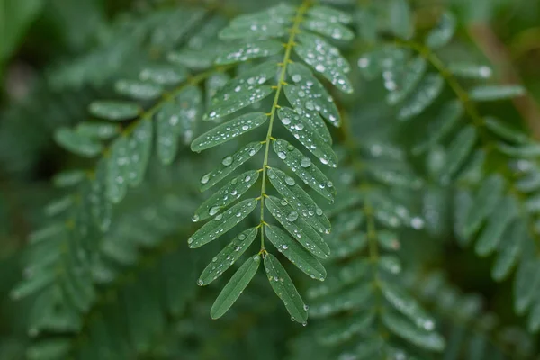 Πράσινα Φύλλα Και Σταγόνες Νερού Φόντο Βροχής — Φωτογραφία Αρχείου
