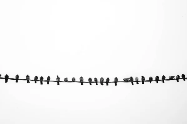 Birds Wire Isolado Branco — Fotografia de Stock