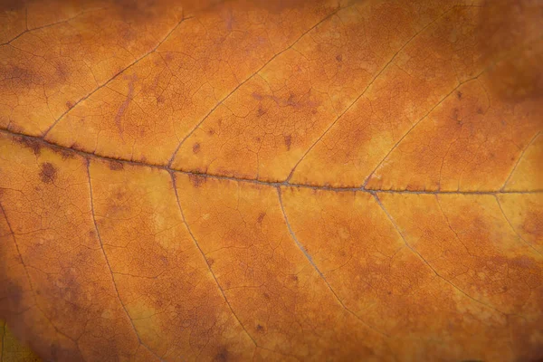 Herfst Achtergrond Oranje Geel Bruin Blad Macro Fotografie — Stockfoto