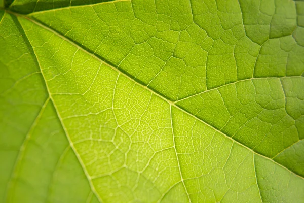 Close Foto Van Een Groen Blad Macro Fotografie — Stockfoto