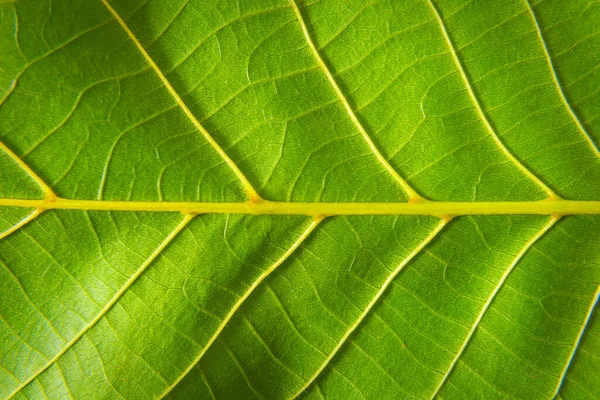 Närbild Ett Grönt Löv Makrofotografi — Stockfoto