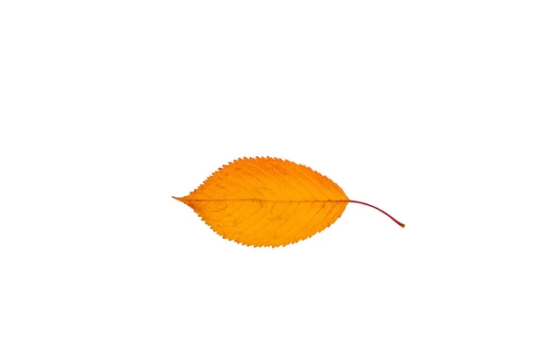 Single Yellow Leaf White Background — Stock Photo, Image